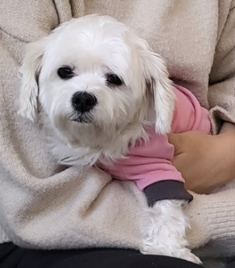 유기견보호센터 강아지보호소 고양이보호소 - 펫찾기 14번째 사진