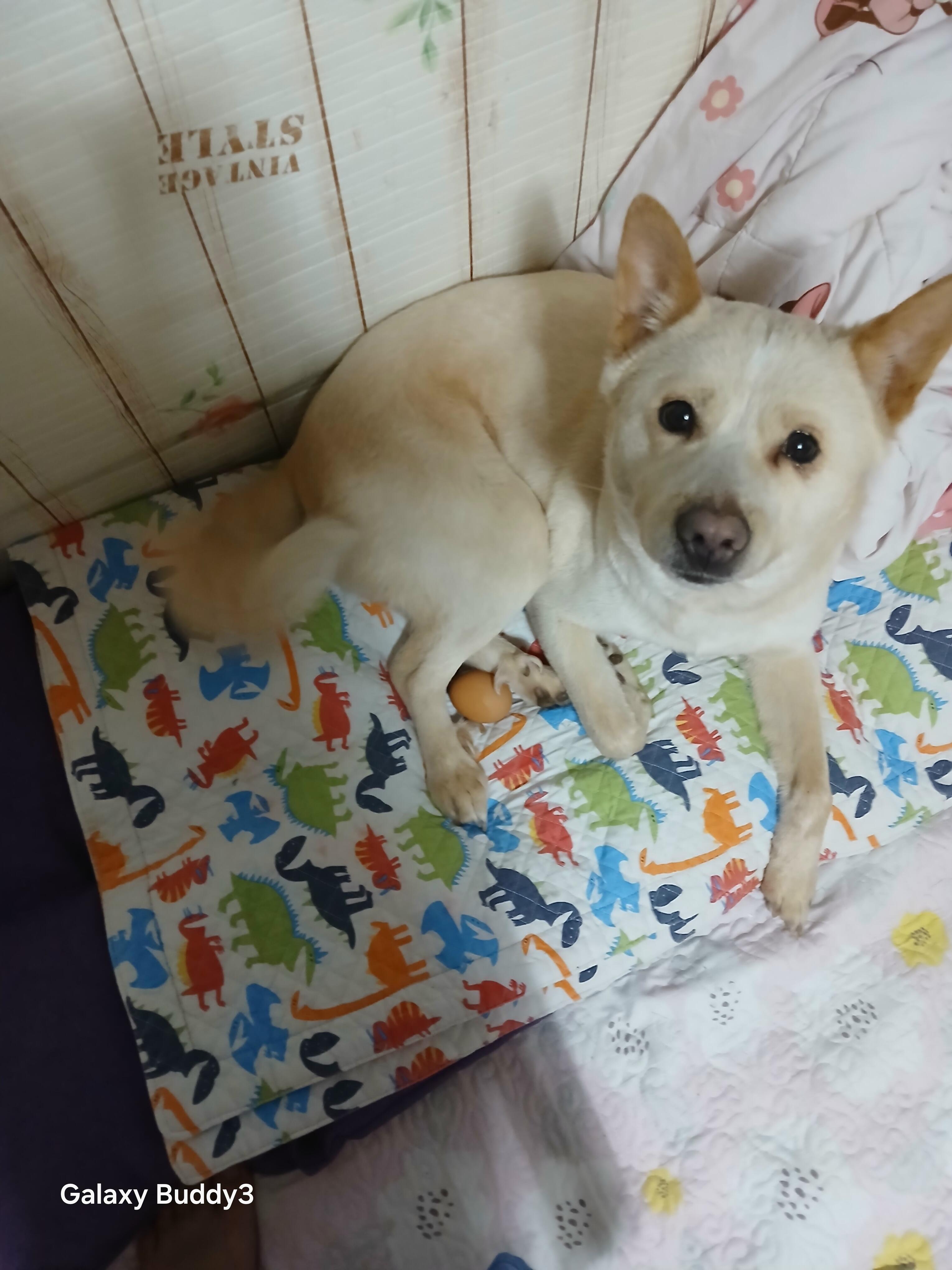 유기견보호센터 강아지보호소 고양이보호소 - 펫찾기 5번째 사진