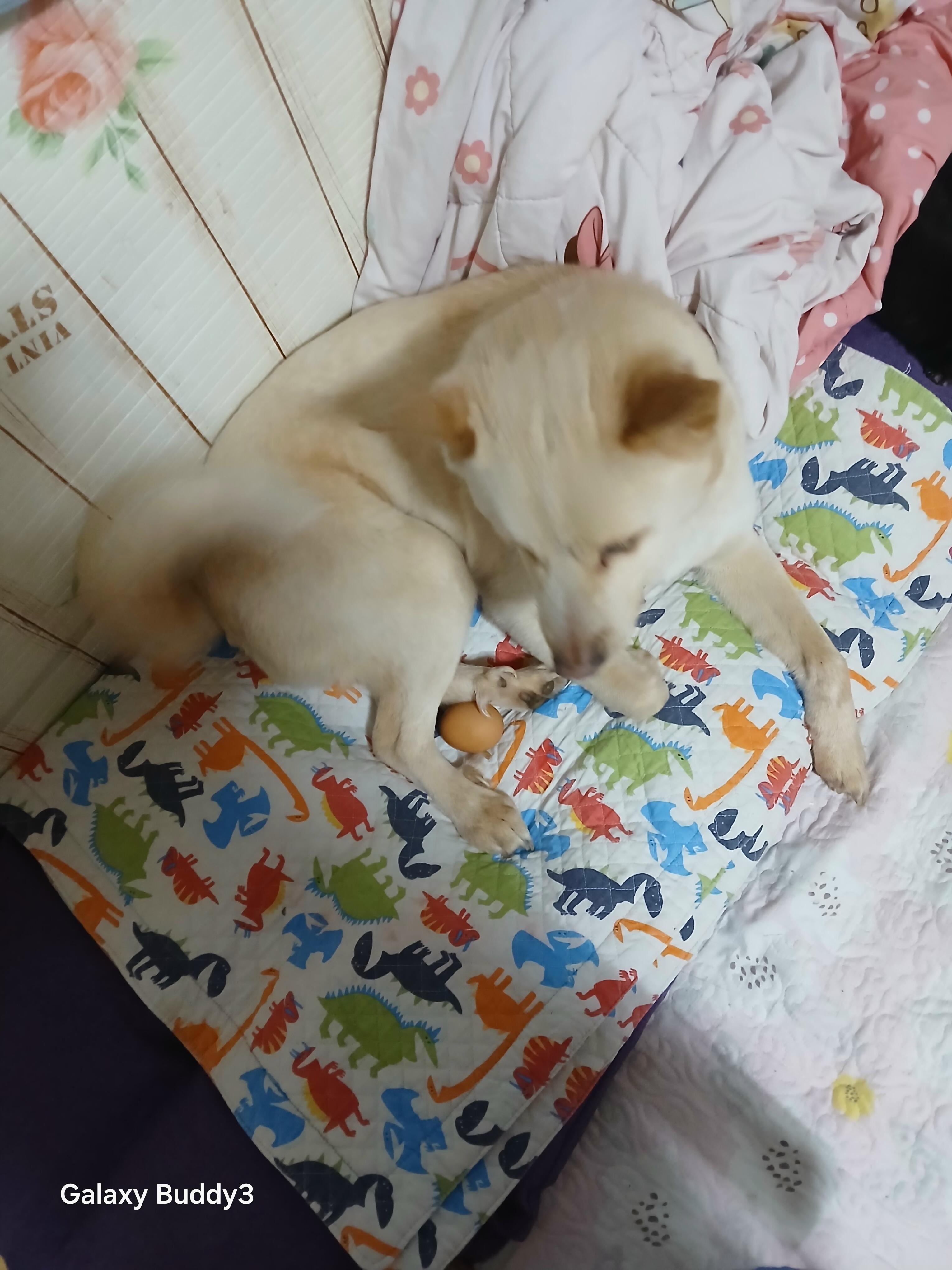 유기견보호센터 강아지보호소 고양이보호소 - 펫찾기 4번째 사진