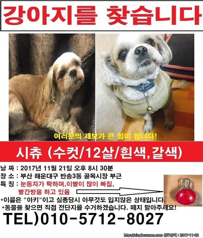 유기견보호센터 강아지보호소 고양이보호소 - 펫찾기 6번째 사진