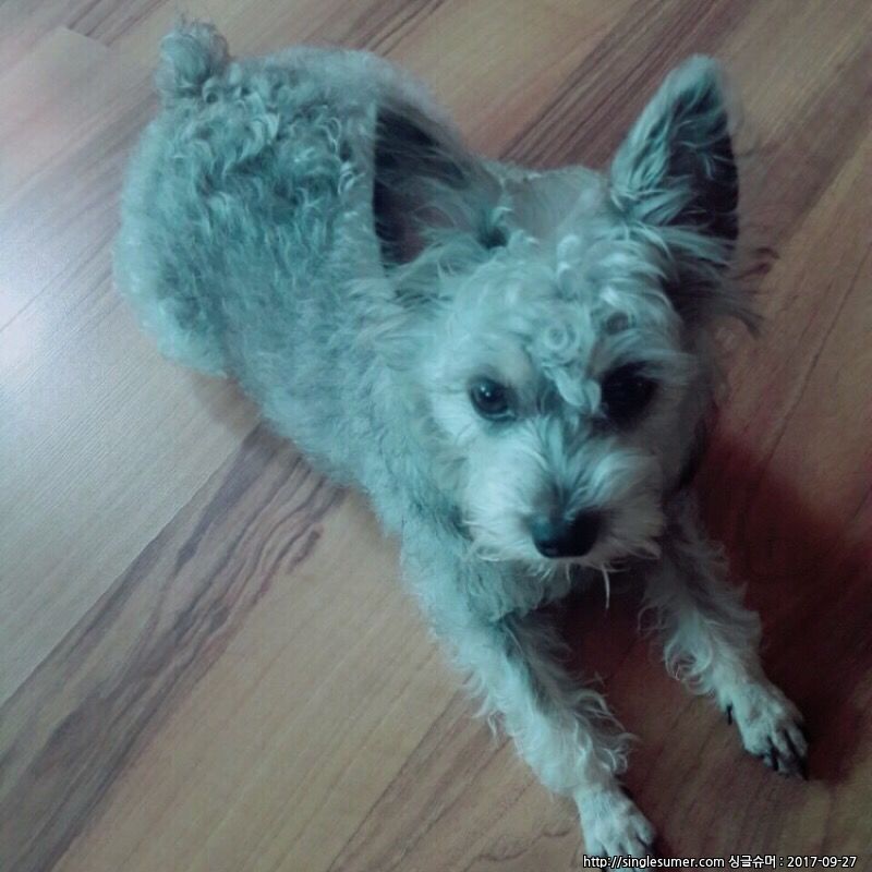 유기견보호센터 강아지보호소 고양이보호소 - 펫찾기 3번째 사진