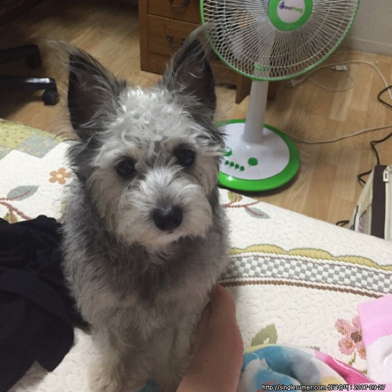 유기견보호센터 강아지보호소 고양이보호소 - 펫찾기 2번째 사진