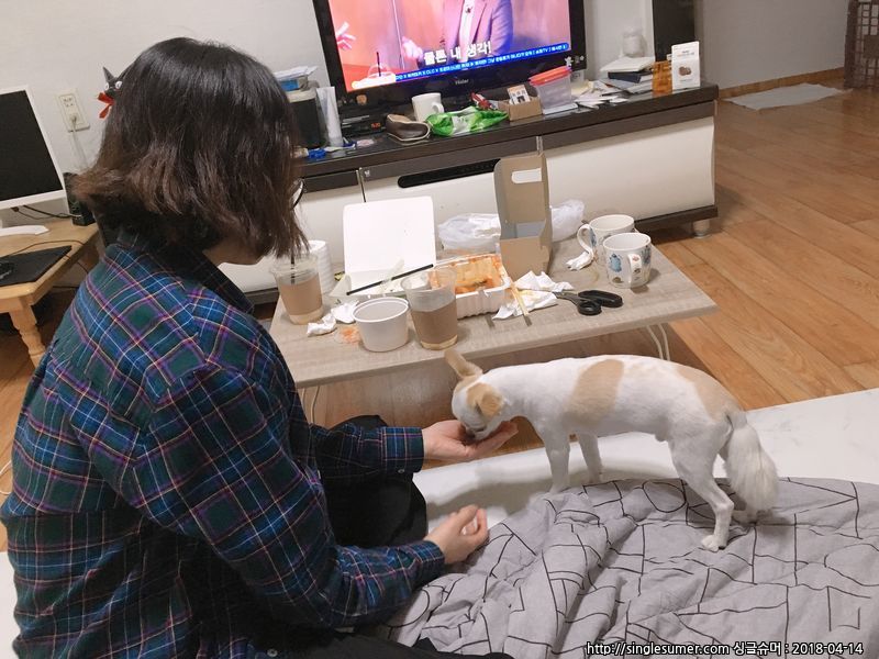 유기견보호센터 강아지보호소 고양이보호소 - 펫찾기 16번째 사진