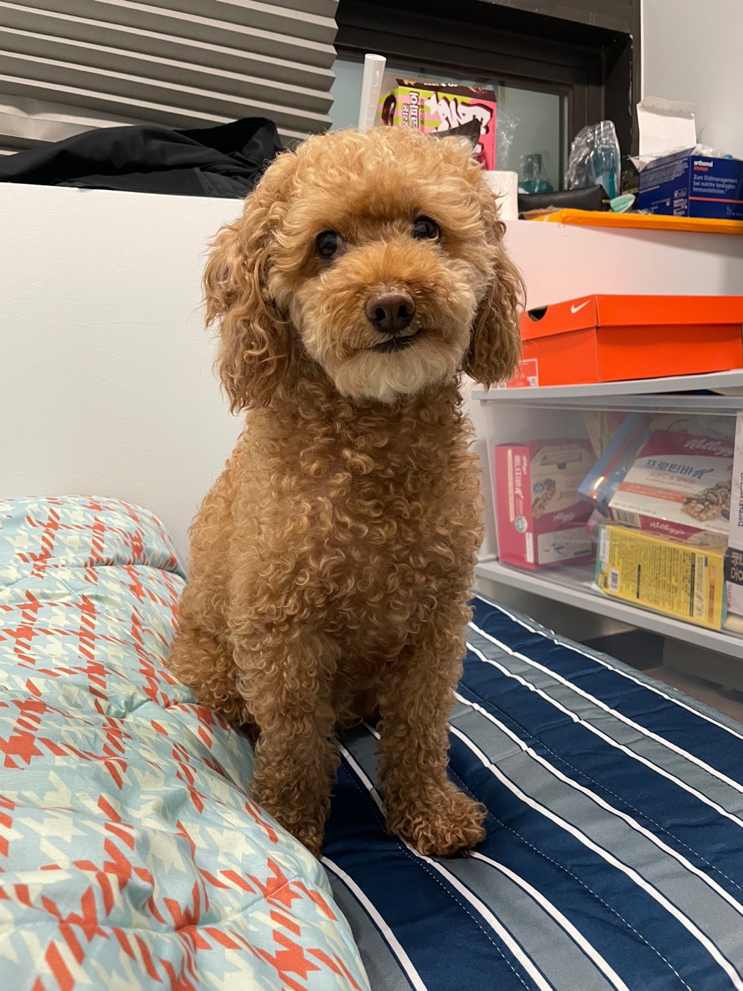 유기견보호센터 강아지보호소 고양이보호소 - 펫찾기 23번째 사진