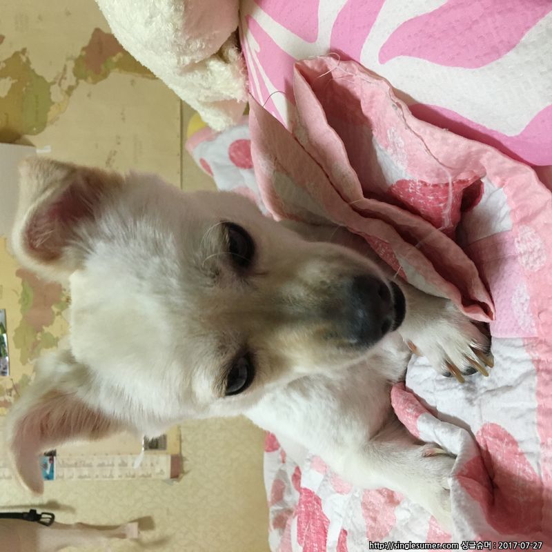 경기도 용인시 역북동**믹스견 찾아요