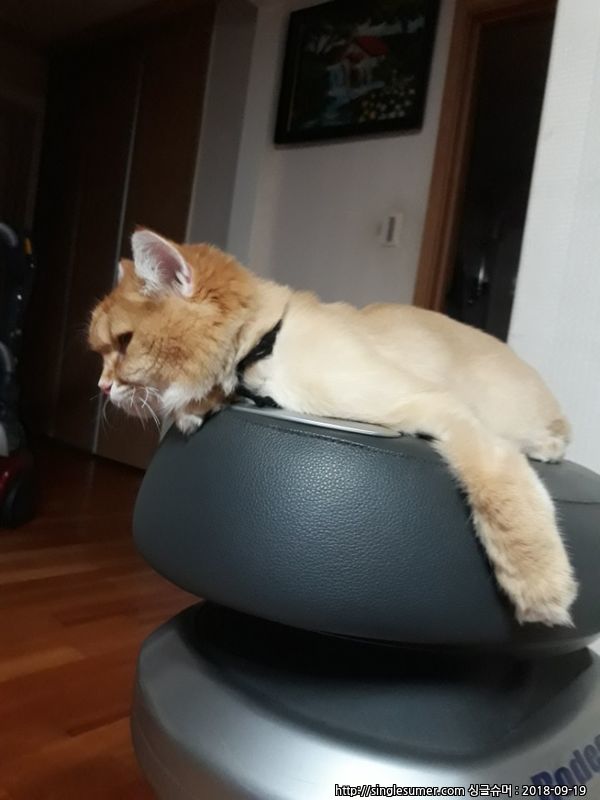 분당 서현동,율동공원 방면 노르웨이숲 고양이 찾아요