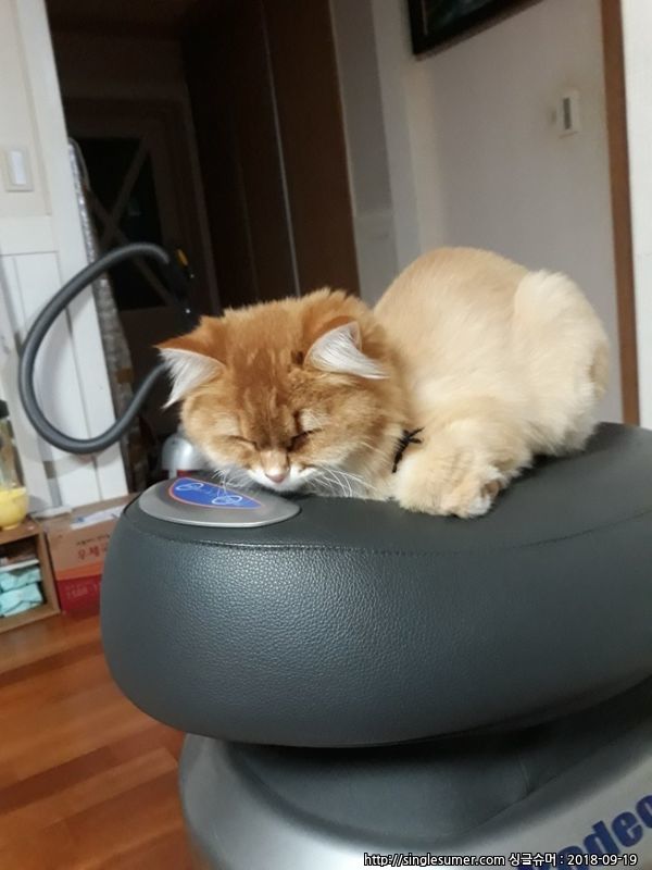 분당 서현동,율동공원 방면 노르웨이숲 고양이 찾아요 2번째 사진