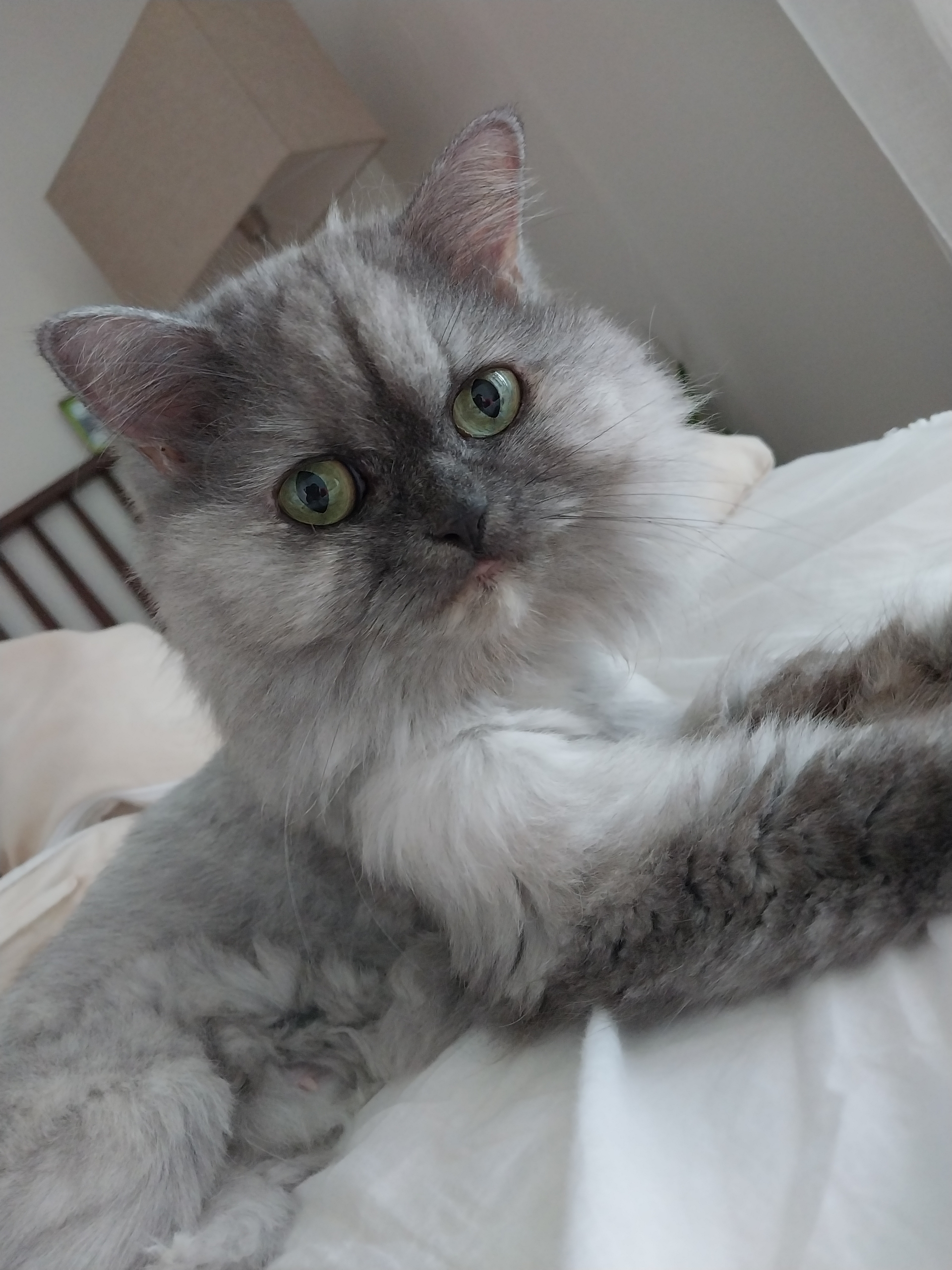 고양이를찾습니다 부탁드립니다 2번째 사진