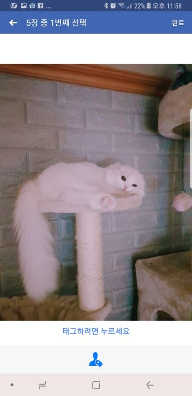 Screenshot_20180414-235855.jpg : 고양이 찾아요 ㅠㅠ 관악구봉천동