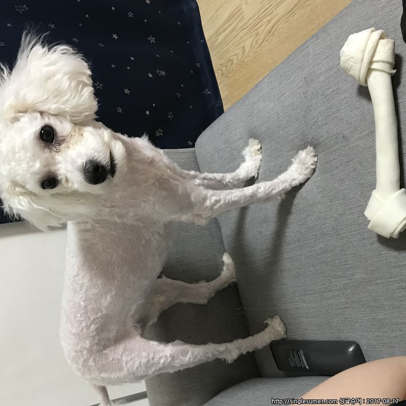 유기견보호센터 강아지보호소 고양이보호소 - 펫찾기 9번째 사진