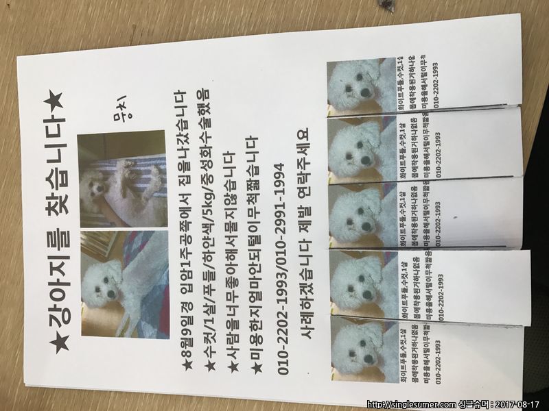 유기견보호센터 강아지보호소 고양이보호소 - 펫찾기 8번째 사진