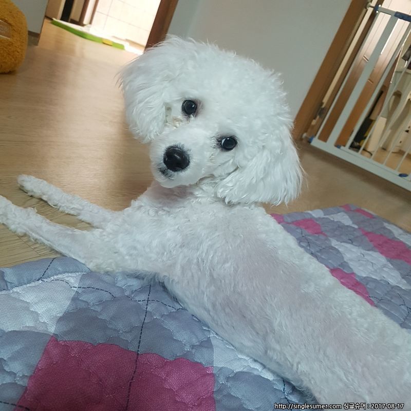 유기견보호센터 강아지보호소 고양이보호소 - 펫찾기 10번째 사진