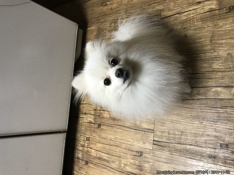 유기견보호센터 강아지보호소 고양이보호소 - 펫찾기