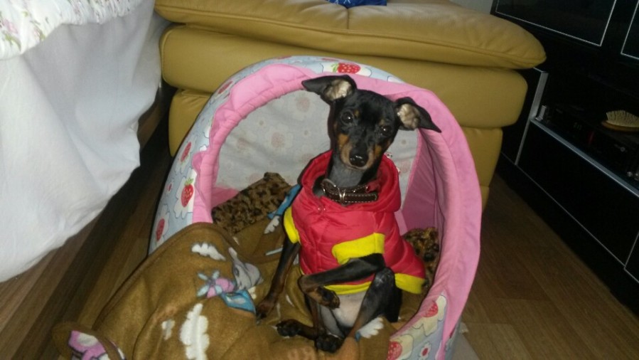 유기견보호센터 강아지보호소 고양이보호소 - 펫찾기 18번째 사진