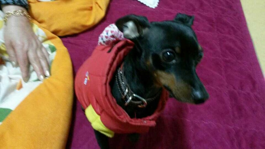 유기견보호센터 강아지보호소 고양이보호소 - 펫찾기 19번째 사진