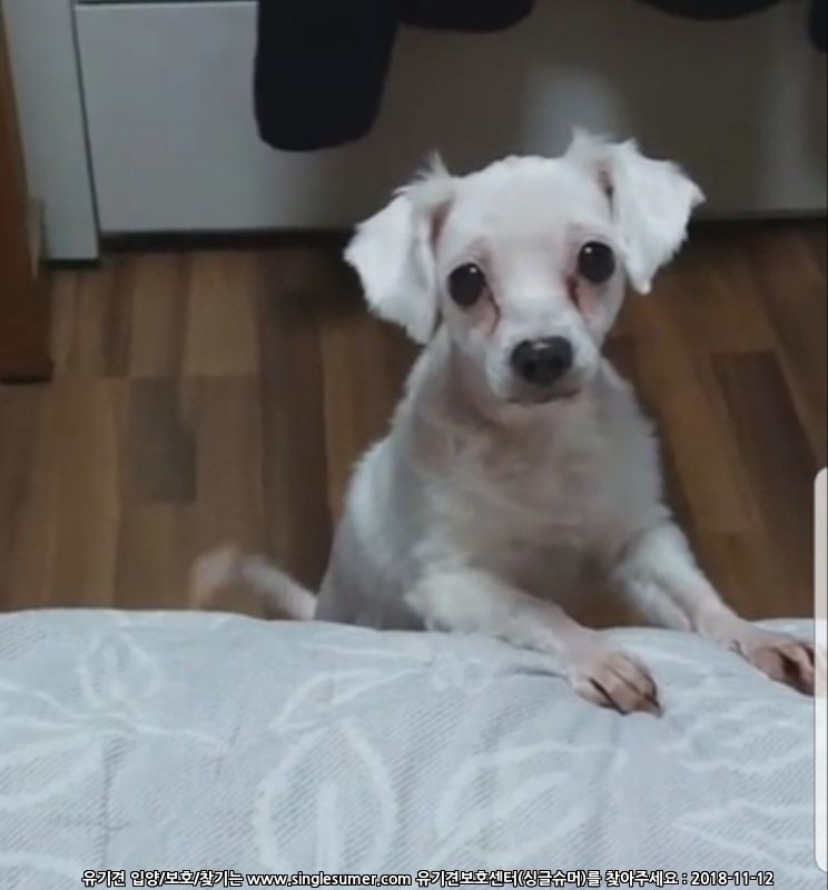 유기견보호센터 강아지보호소 고양이보호소 - 펫찾기 15번째 사진