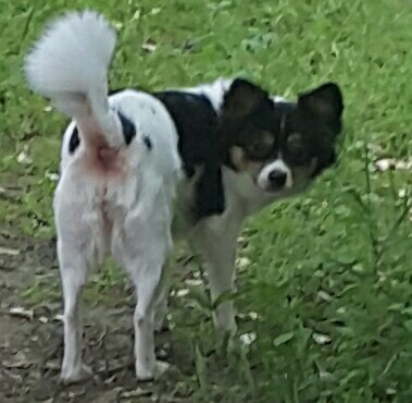 유기견보호센터 강아지보호소 고양이보호소 - 펫찾기 15번째 사진