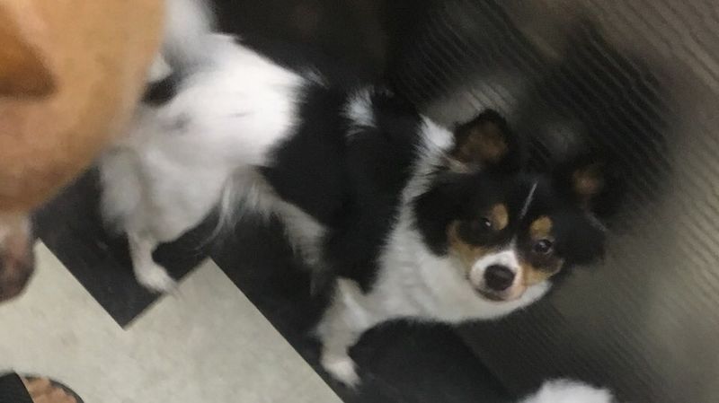 유기견보호센터 강아지보호소 고양이보호소 - 펫찾기 14번째 사진