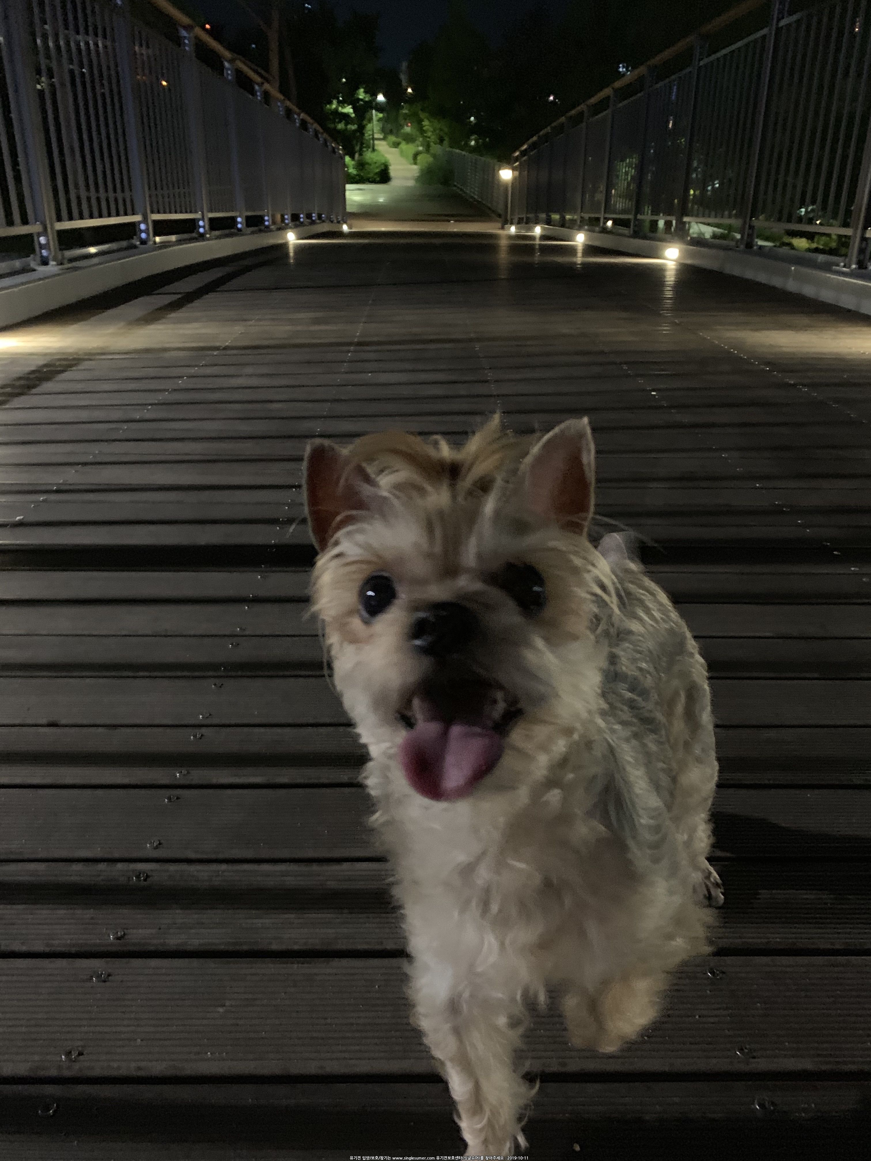 유기견보호센터 강아지보호소 고양이보호소 - 펫찾기 9번째 사진