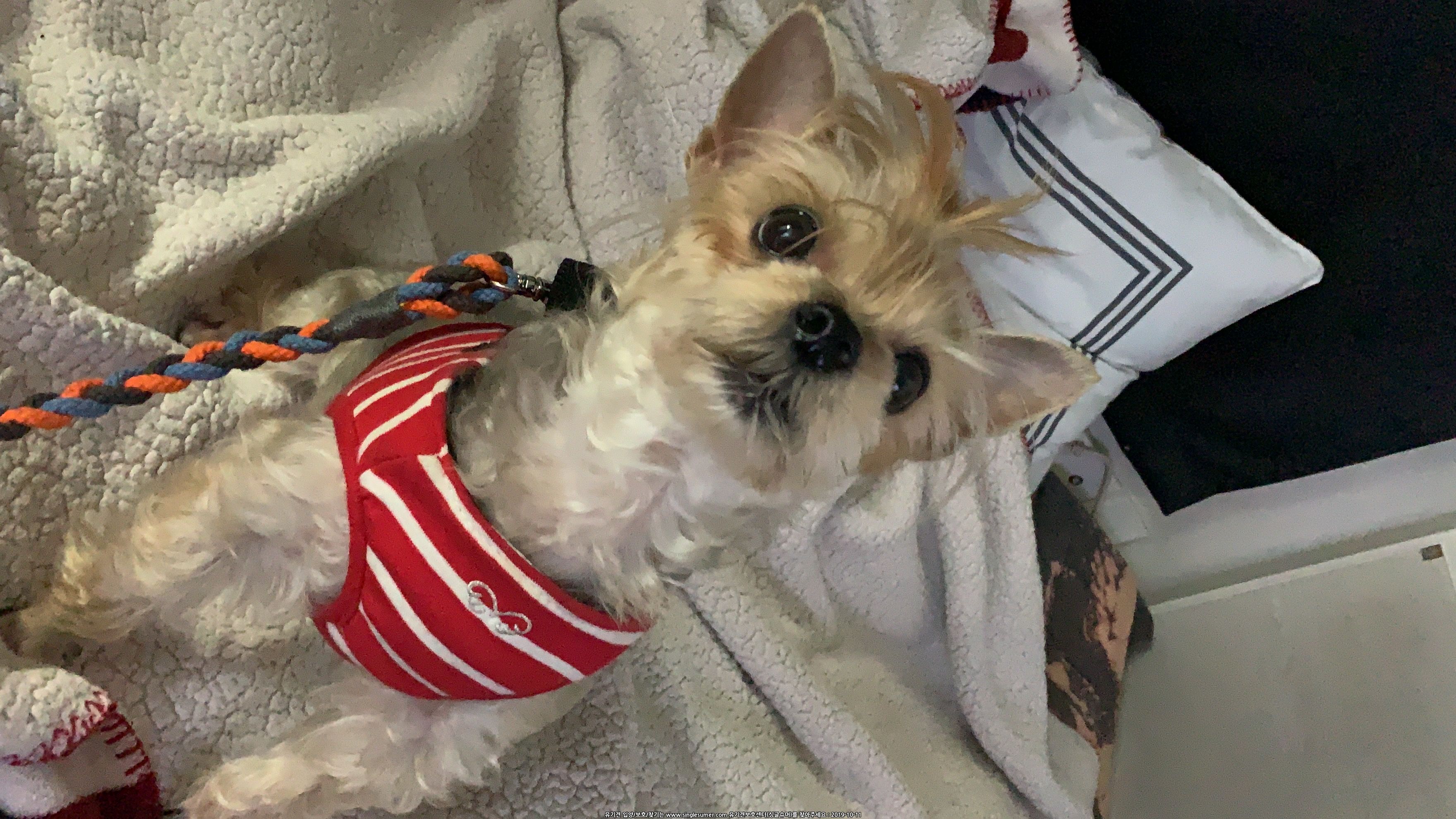 유기견보호센터 강아지보호소 고양이보호소 - 펫찾기 7번째 사진