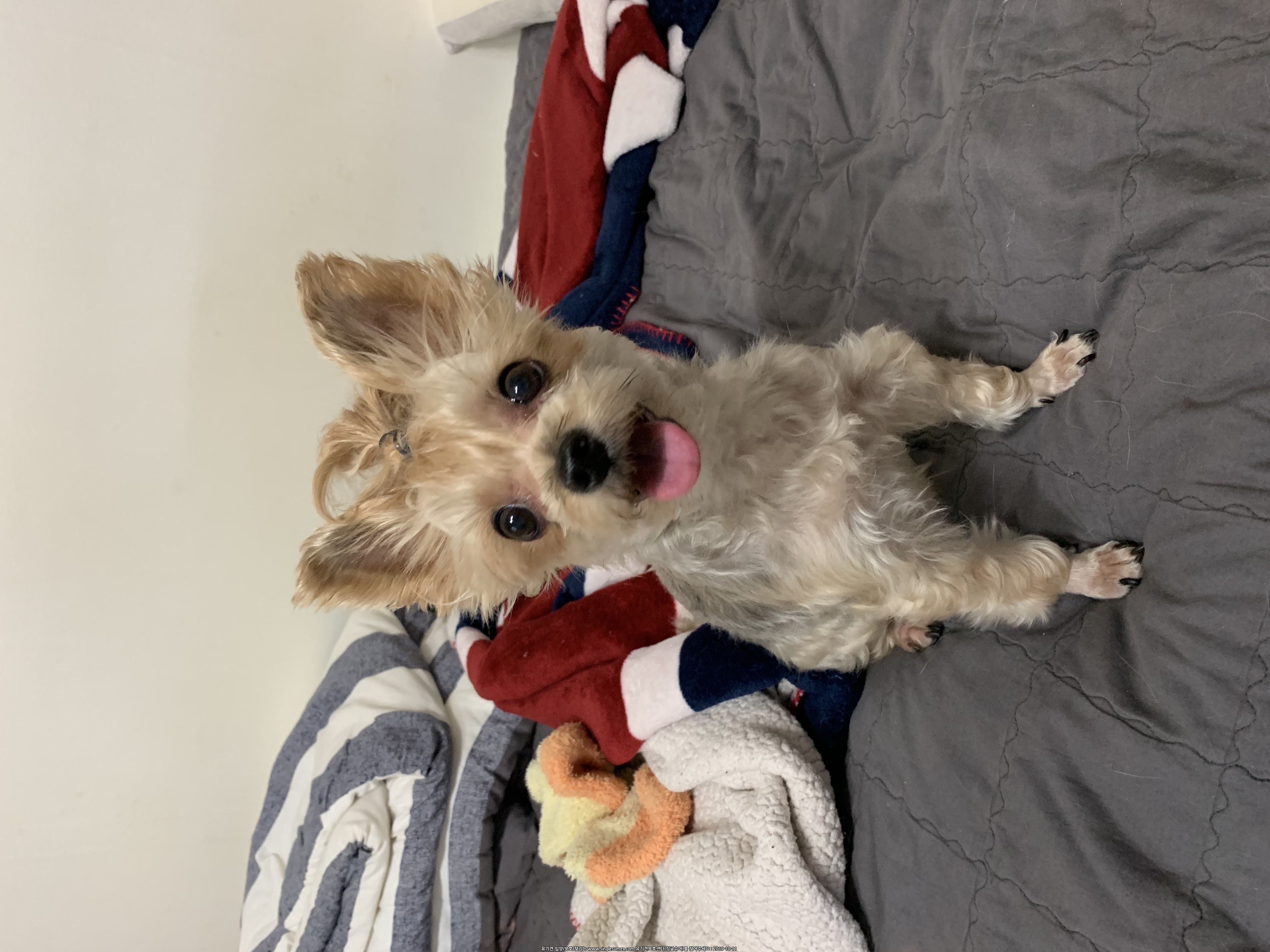 유기견보호센터 강아지보호소 고양이보호소 - 펫찾기 8번째 사진