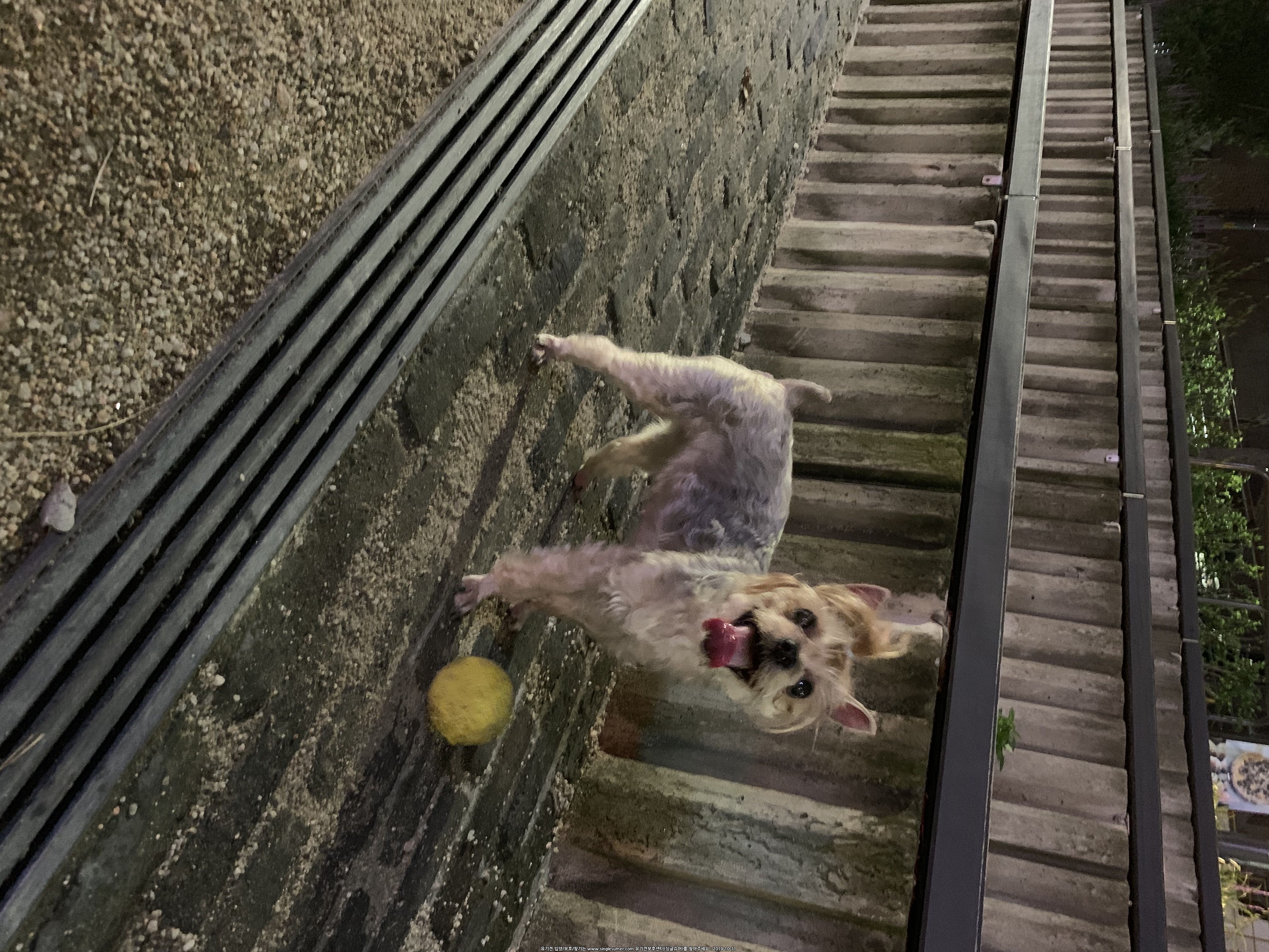 유기견보호센터 강아지보호소 고양이보호소 - 펫찾기 10번째 사진