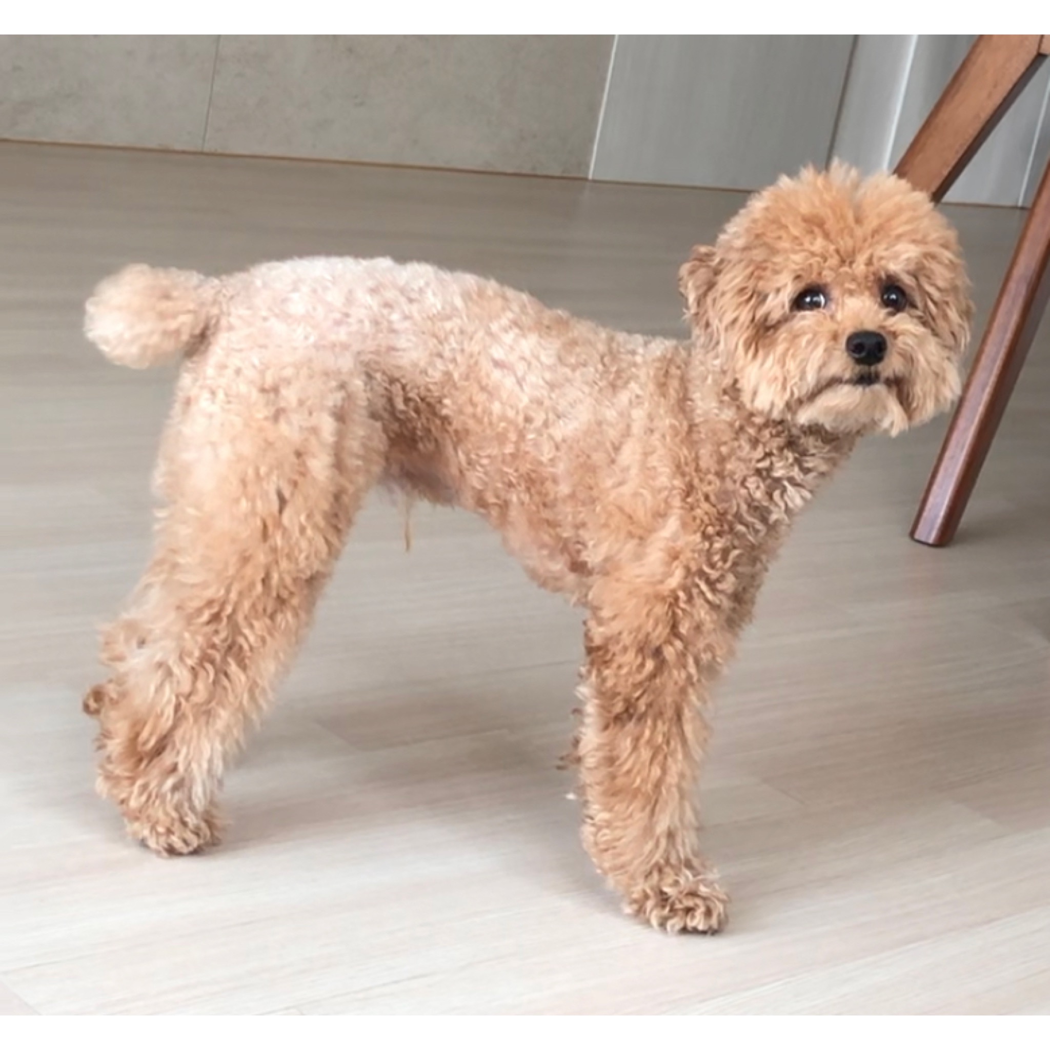 유기견보호센터 강아지보호소 고양이보호소 - 펫찾기 8번째 사진