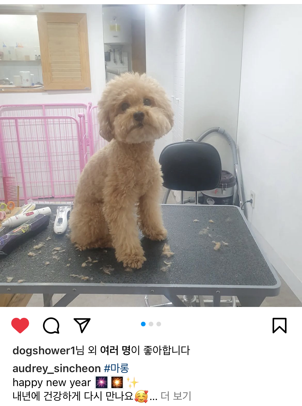 유기견보호센터 강아지보호소 고양이보호소 - 펫찾기 9번째 사진