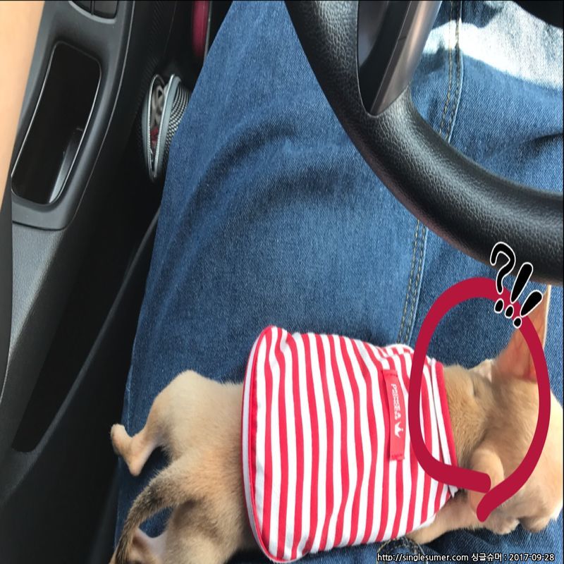 유기견보호센터 강아지보호소 고양이보호소 - 펫찾기 2번째 사진