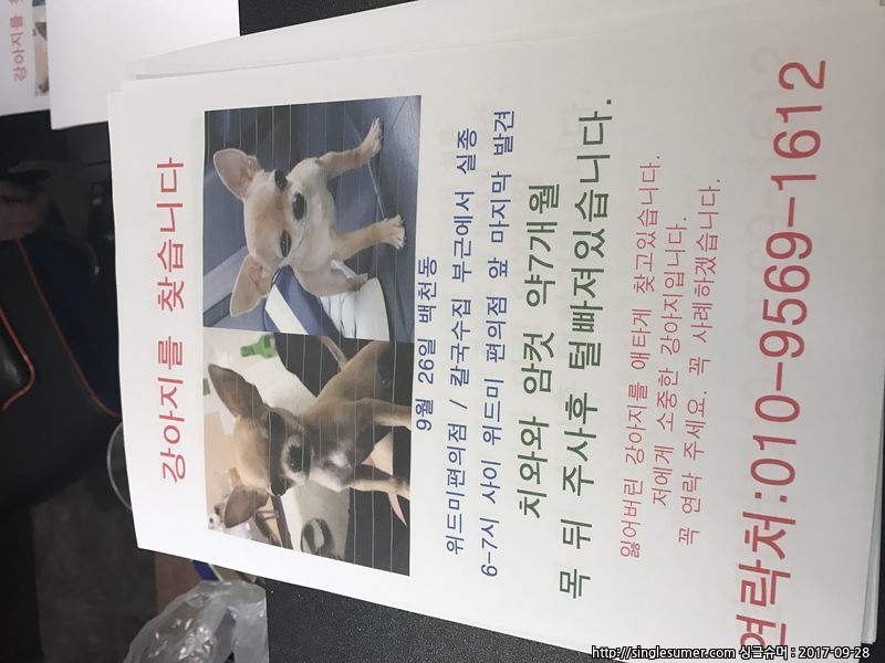 유기견보호센터 강아지보호소 고양이보호소 - 펫찾기