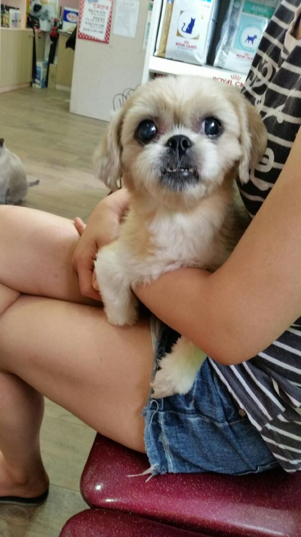 유기견보호센터 강아지보호소 고양이보호소 - 펫찾기 3번째 사진