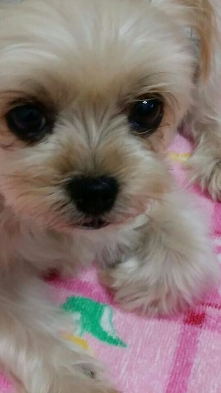 유기견보호센터 강아지보호소 고양이보호소 - 펫찾기 37번째 사진