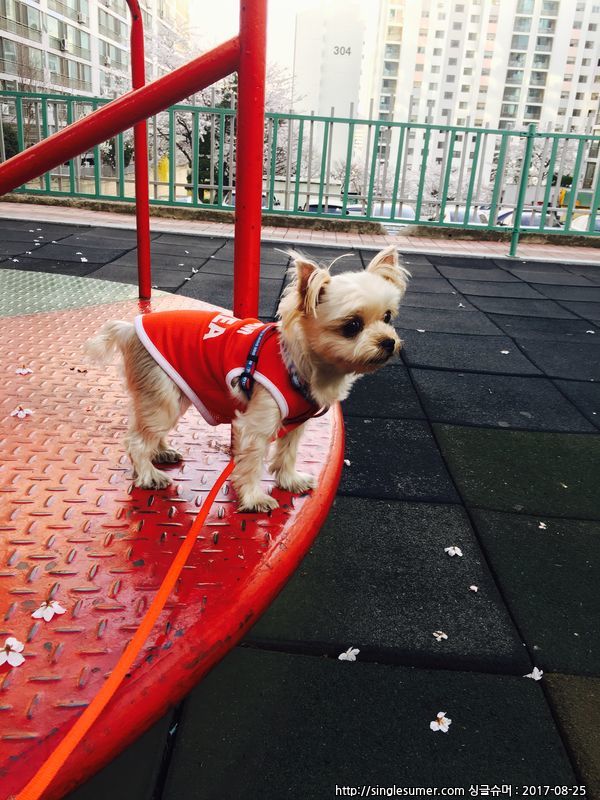 유기견보호센터 강아지보호소 고양이보호소 - 펫찾기 39번째 사진