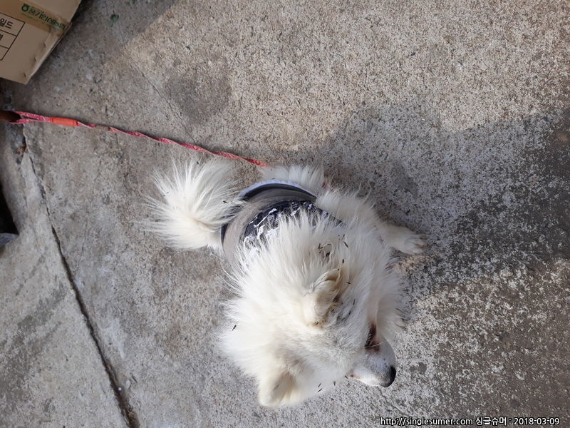 유기견보호센터 강아지보호소 고양이보호소 - 펫찾기 11번째 사진