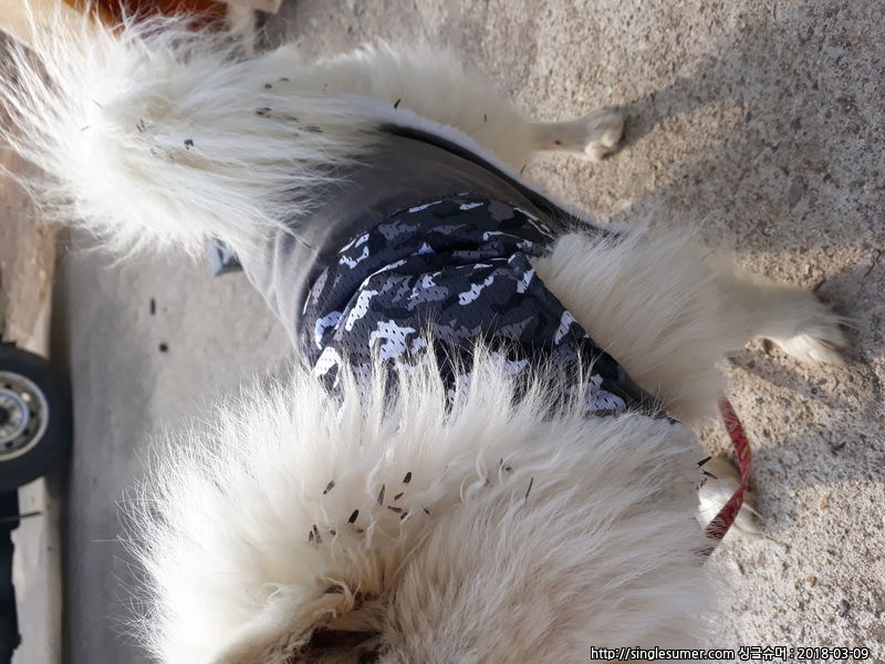 유기견보호센터 강아지보호소 고양이보호소 - 펫찾기 12번째 사진