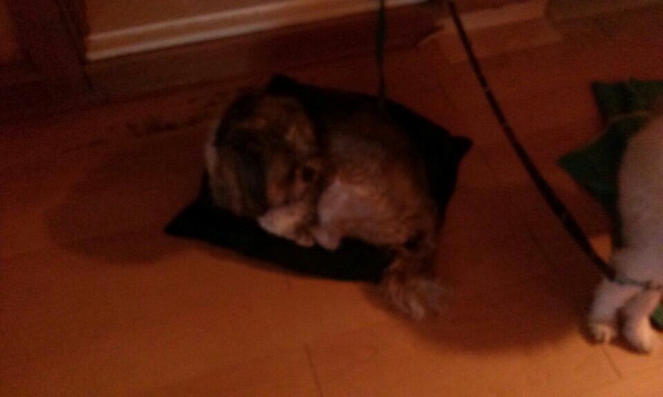 유기견보호센터 강아지보호소 고양이보호소 - 펫찾기 2번째 사진