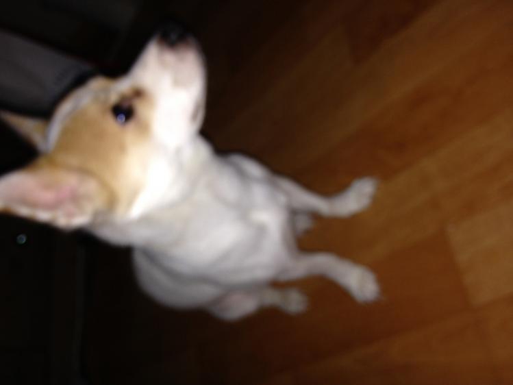 강동구 성내동,길동 둔촌동에서 강아지보신분