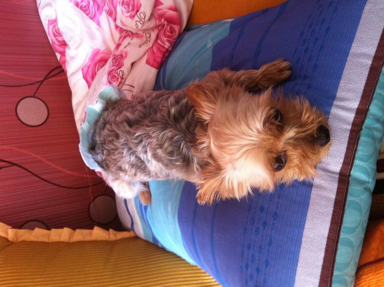 전남 함평군 월야면 월야리 / 요크셔테리어(까미/여) / 2014년 8월 경 / 꼭 사례하겠습니다. 4번째 사진