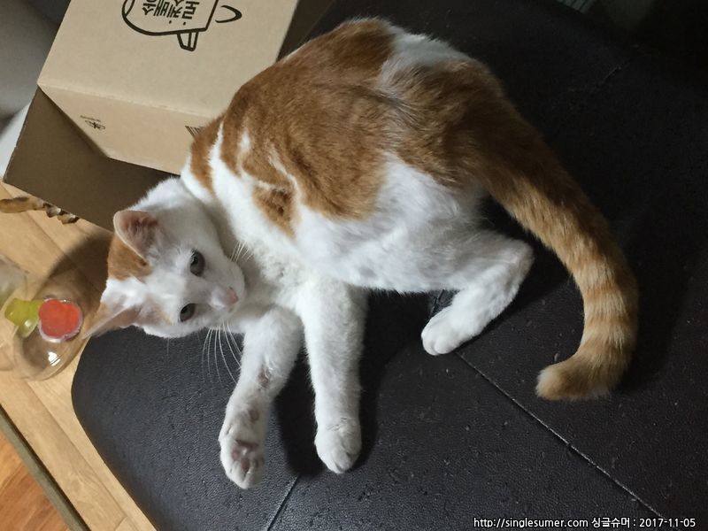 고양이를 찾습니다. 3번째 사진