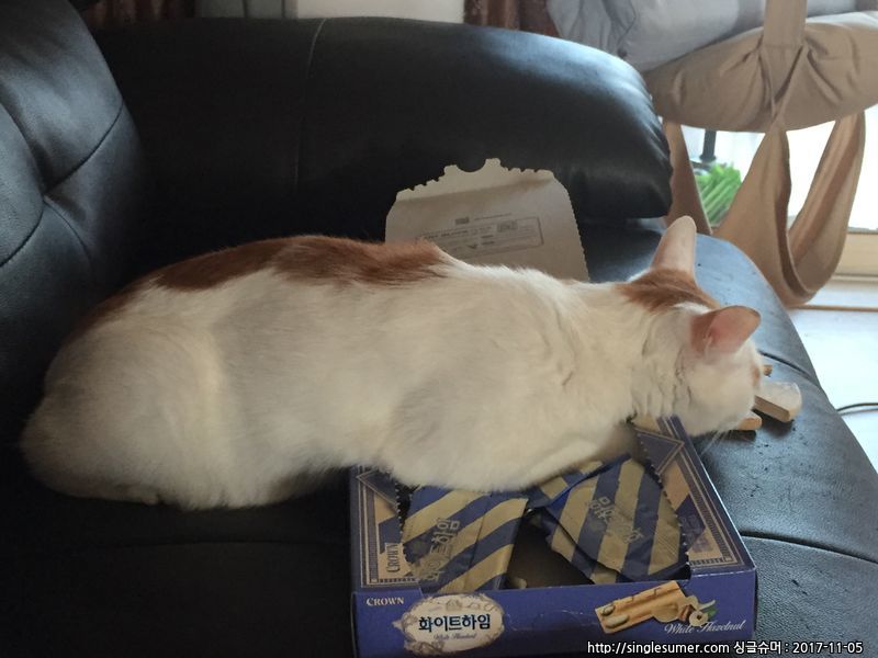 고양이를 찾습니다. 2번째 사진