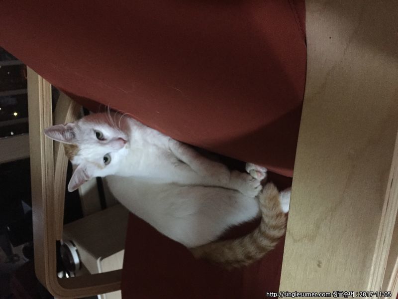 고양이를 찾습니다.