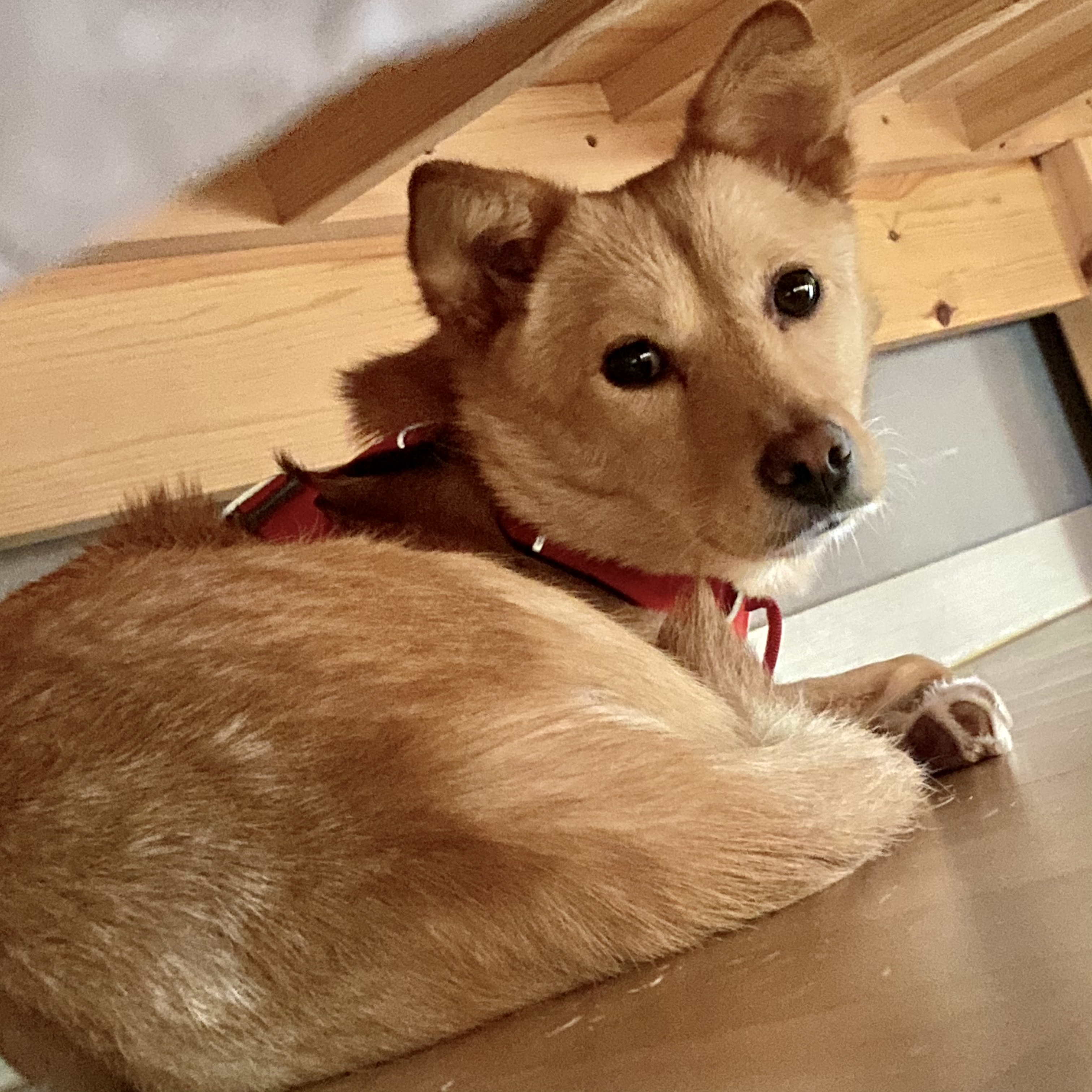 유기견보호센터 강아지보호소 고양이보호소 - 펫찾기 13번째 사진