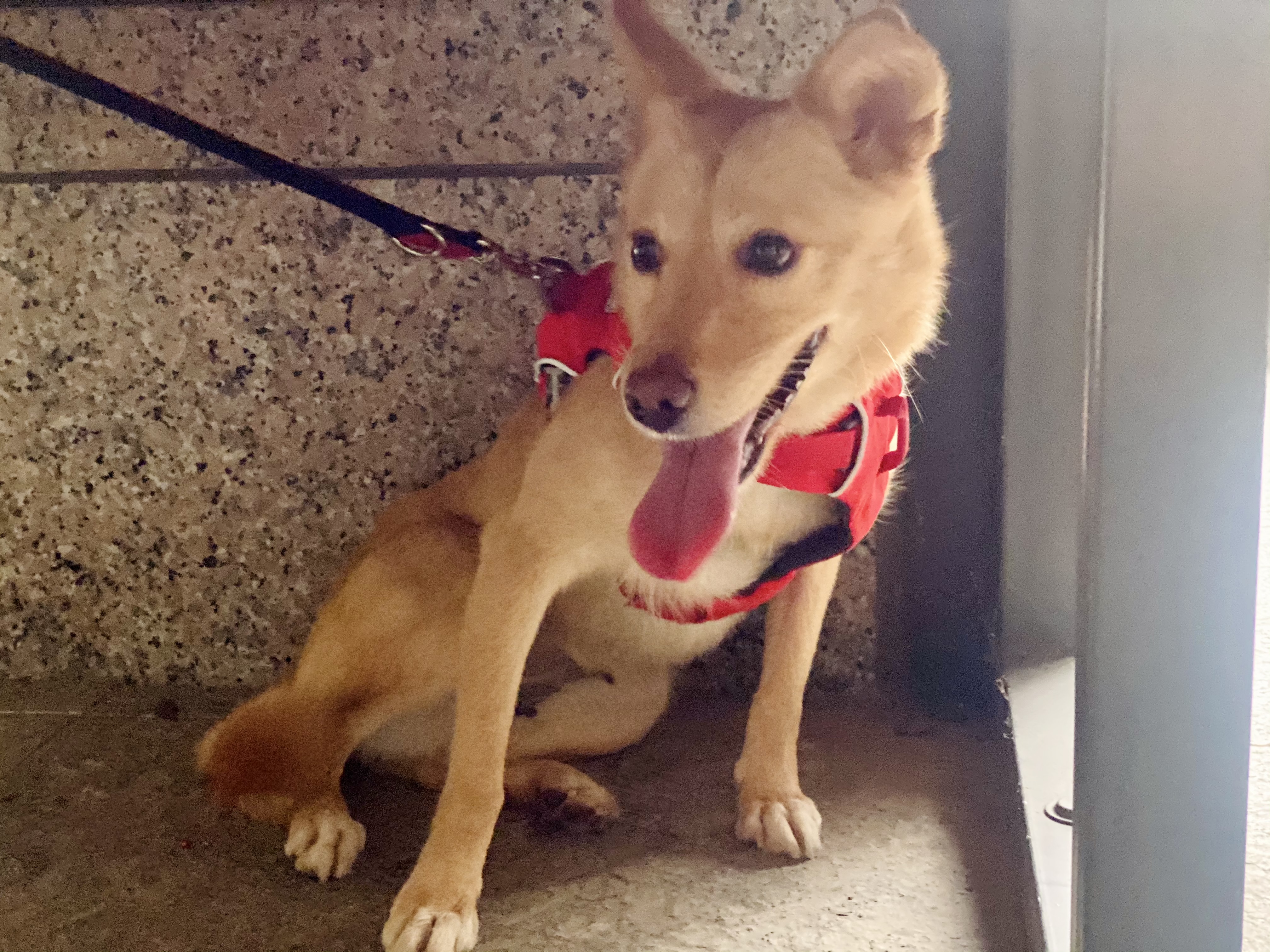 유기견보호센터 강아지보호소 고양이보호소 - 펫찾기 11번째 사진