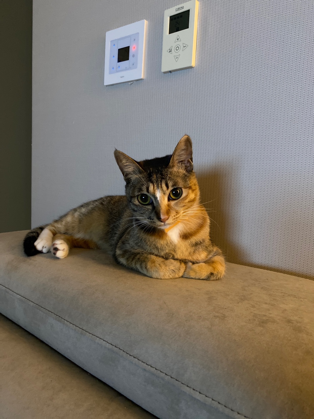 유기견보호센터 강아지보호소 고양이보호소 - 펫찾기 33번째 사진