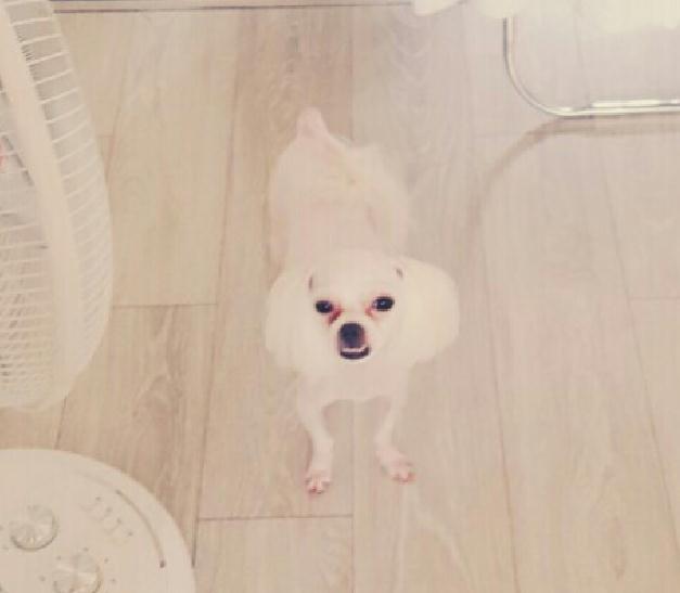 말티즈 암컷 만두 찾습니다!! 2번째 사진