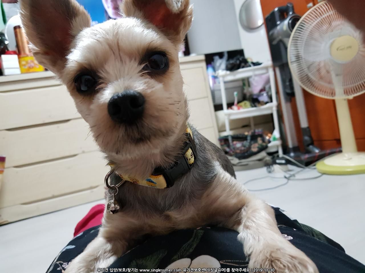 요크셔테리어 똘이