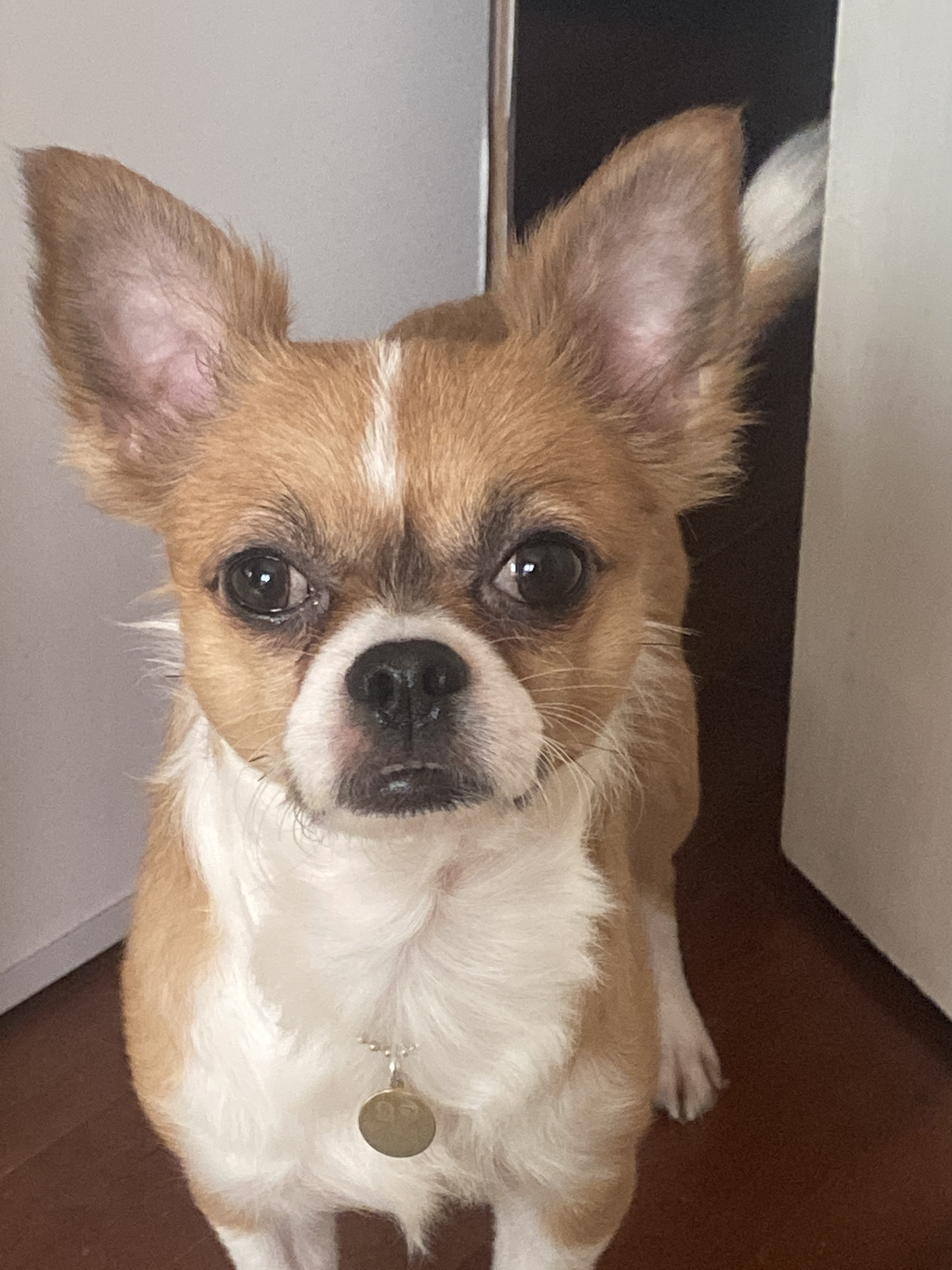 유기견보호센터 강아지보호소 고양이보호소 - 펫찾기 36번째 사진