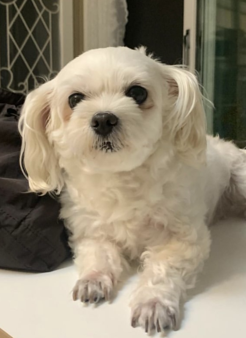 유기견보호센터 강아지보호소 고양이보호소 - 펫찾기 4번째 사진