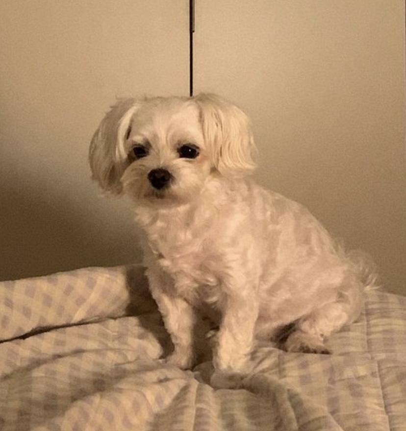 유기견보호센터 강아지보호소 고양이보호소 - 펫찾기 3번째 사진