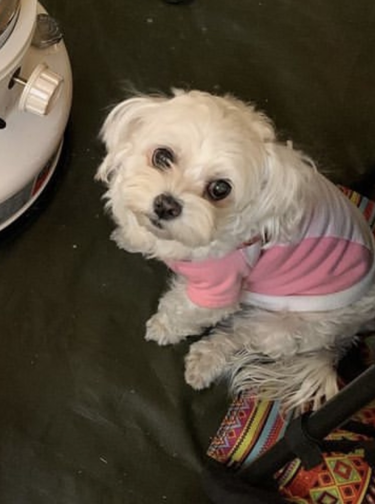 유기견보호센터 강아지보호소 고양이보호소 - 펫찾기 5번째 사진